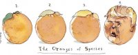 oranges.JPG