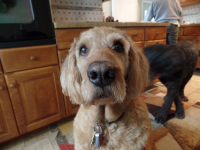 Rudy