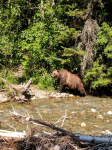 bear