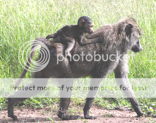Mama-baboon-and-baby-baboon_zps3297ee0c.png