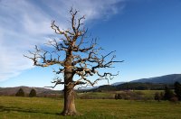 dead-tree-jura.jpg