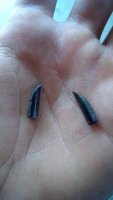 IMG_20130622_133349_723.jpg