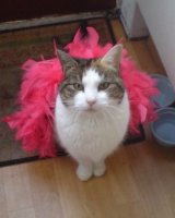 mollymoo.jpg