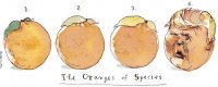 oranges.JPG