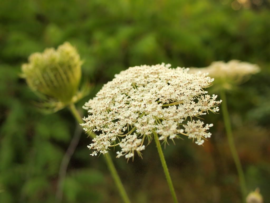 whiteflowerbokeh2.jpg