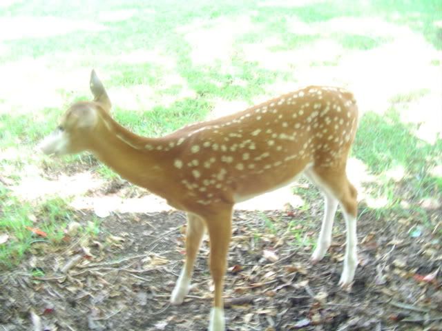 deer.jpg