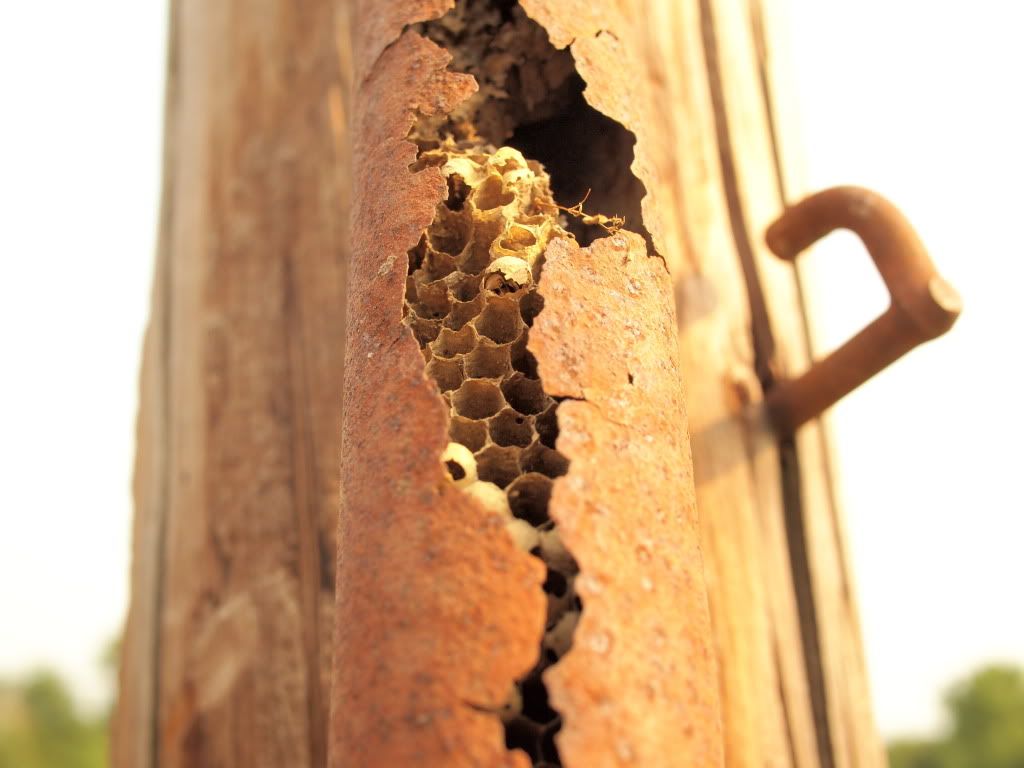 beepole.jpg