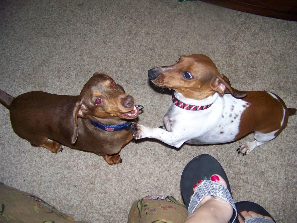 HouseandDogs033.jpg