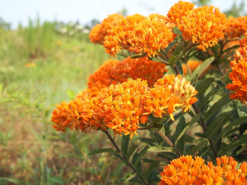 orangeflower.jpg