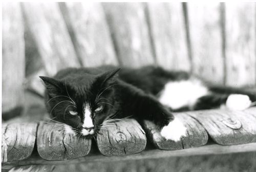 katze.jpg
