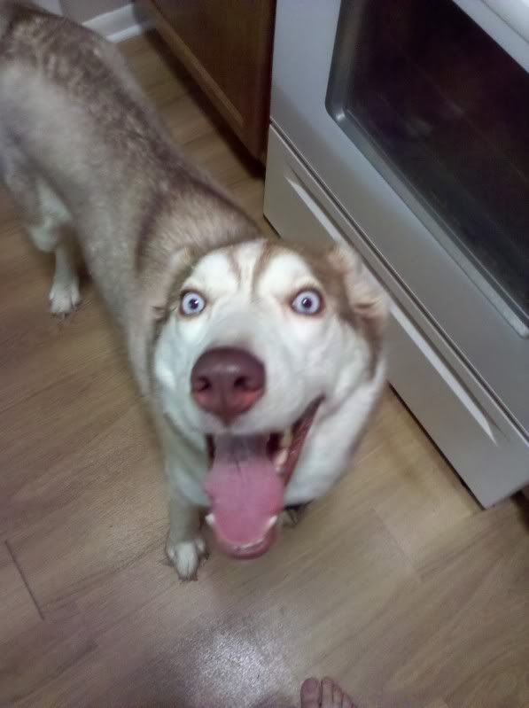 shyla.jpg