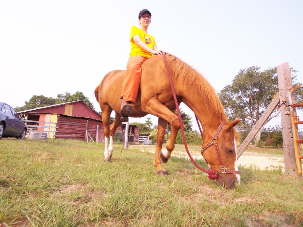 deehorse.jpg