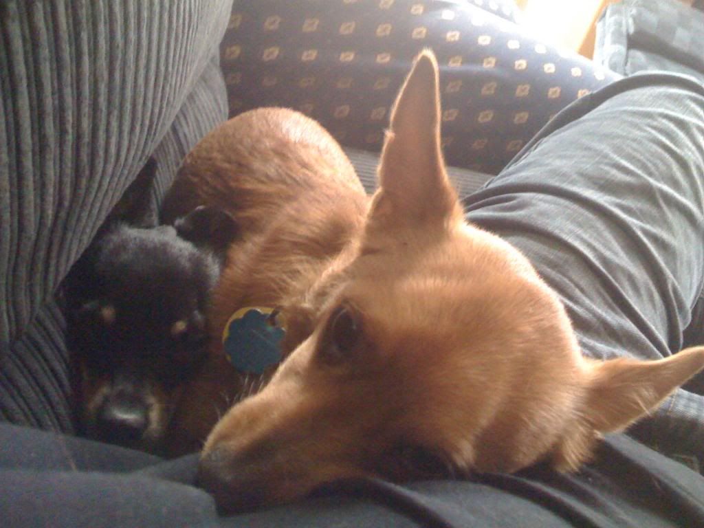 Iphonethrusept09227.jpg