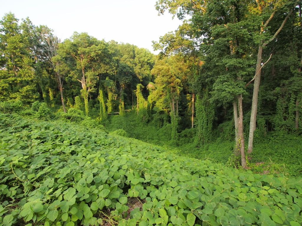 kudzu.jpg