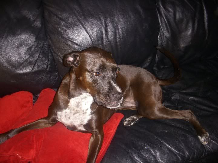 heebaonthecouch.jpg