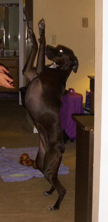 Heebsstandingup.jpg