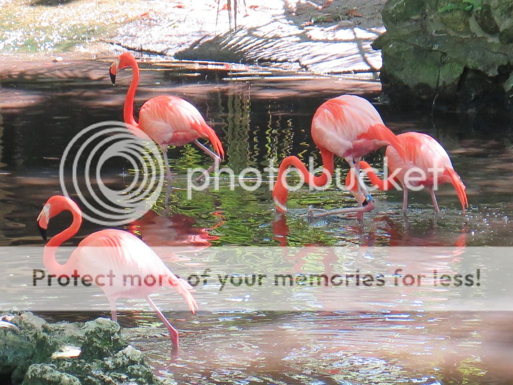 Flamingo_0724_zpsizte3hnv.jpg