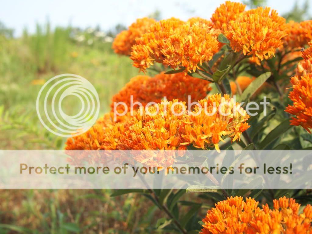 orangeflower.jpg
