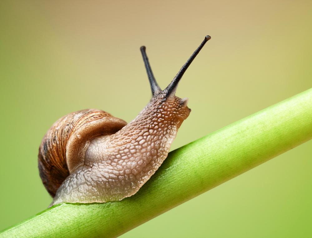 snail-on-a-green-leaf-stem.jpg